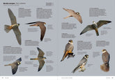AVES DE EUROPA IDENTIFICACION DE TODAS LAS ESPECIES Y PLUMA - 9788416728657